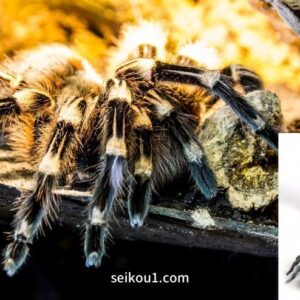 蜘蛛恐怖症-蜘蛛の恐怖を克服